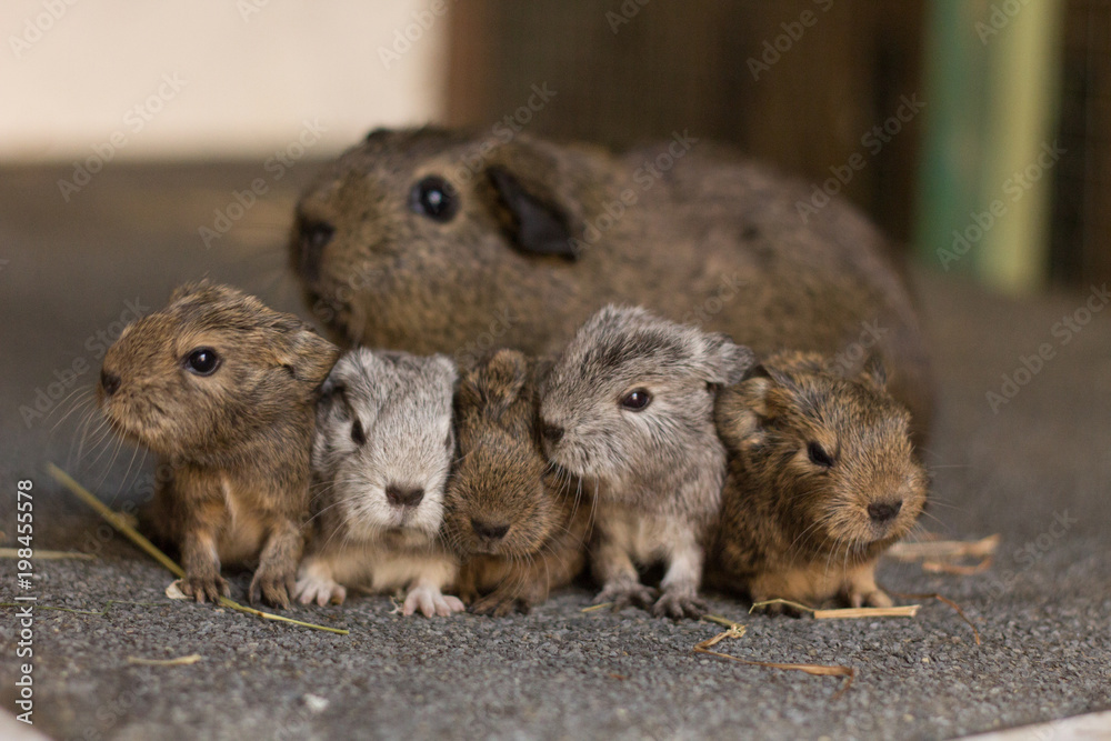 Meerschweinchen Mama Mit Ihren Babys Stock Photo Adobe Stock meerschweinchen-mama-mit-ihren-babys-stock-photo-adobe-stock