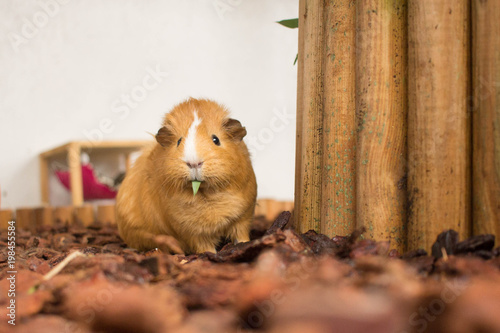 Meerschweinchen frisst Bambus