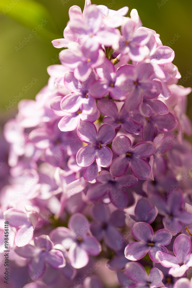 Lilac flowers on a tree in spring Lilac flowers on a tree in spring