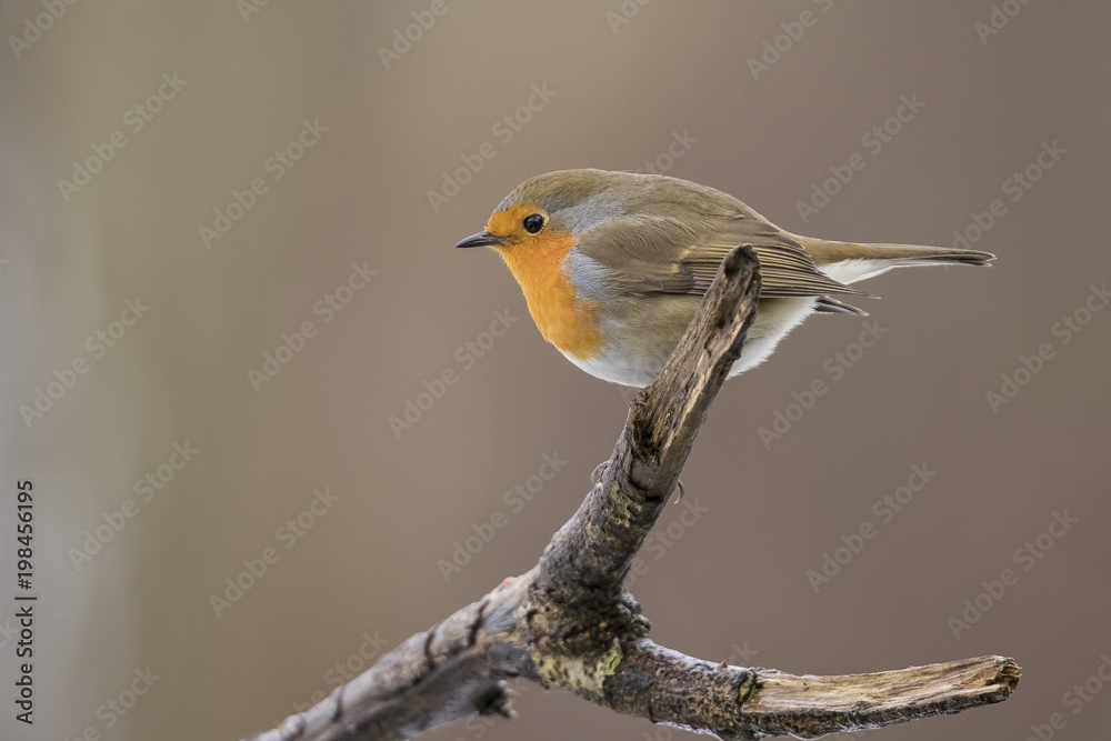 Fototapeta premium Robin, Erithacus rubecula