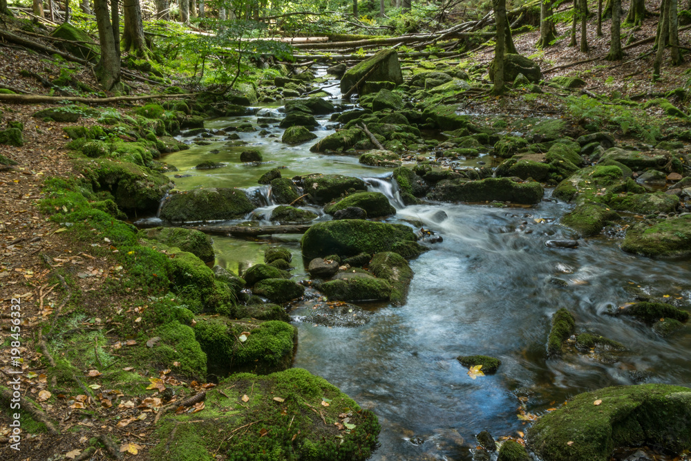 Fototapeta premium Wildbach Kleine Ohe im Bayerischen Wald