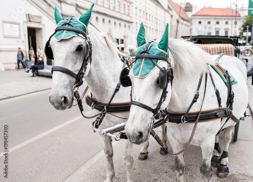 Horse-driven carriage at street in Vienna, Austria. tradition medieval