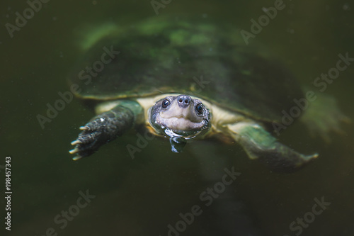 Turtle under water