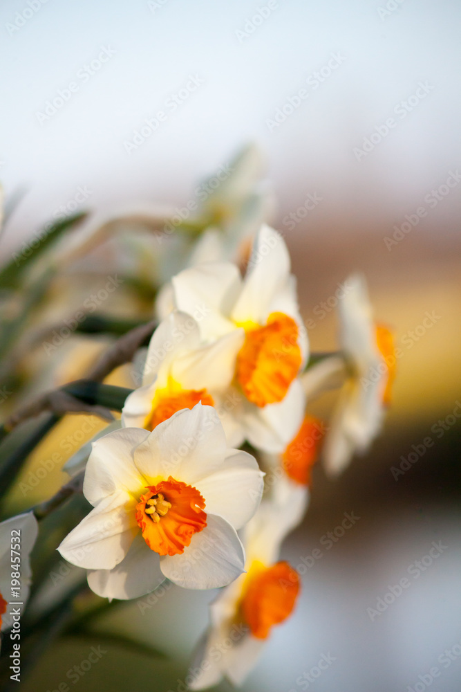 Obraz premium White daffodils