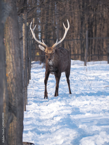 Fototapeta Naklejka Na Ścianę i Meble -  Deer at the snowy forest at the sun close-up