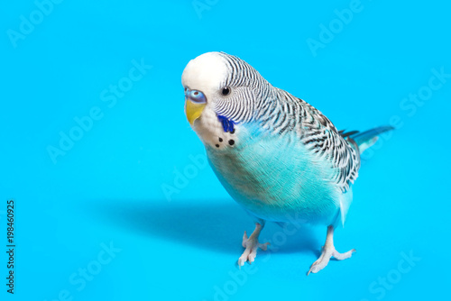 Obraz na płótnie sky blue  wavy parrot with plastic toy skateboard  on color background