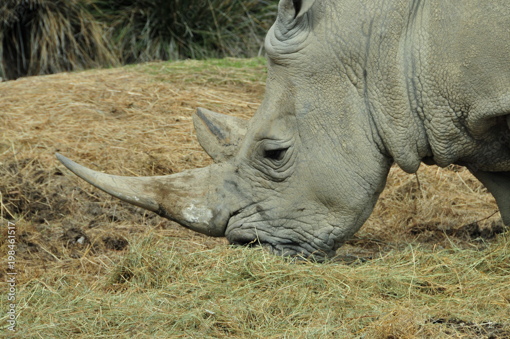 Fototapeta premium Portrait d'un rhinocéros d'Afrique