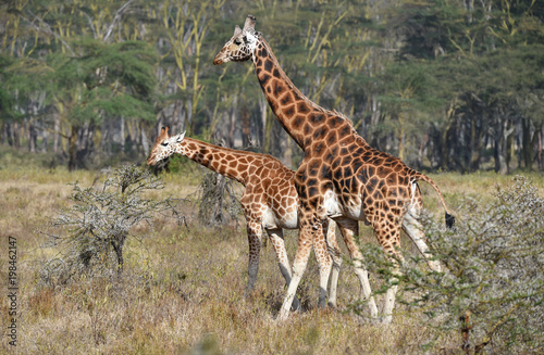 Giraffen fressen 