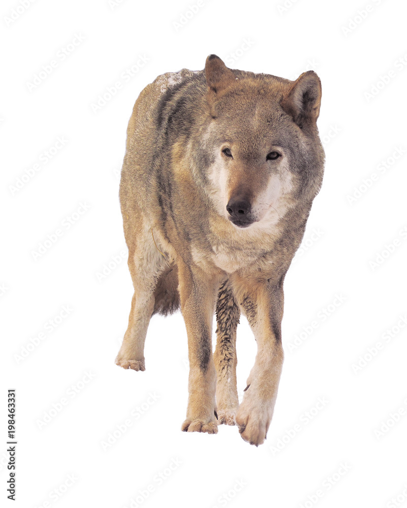 Obraz premium Wolf running grey full size cute