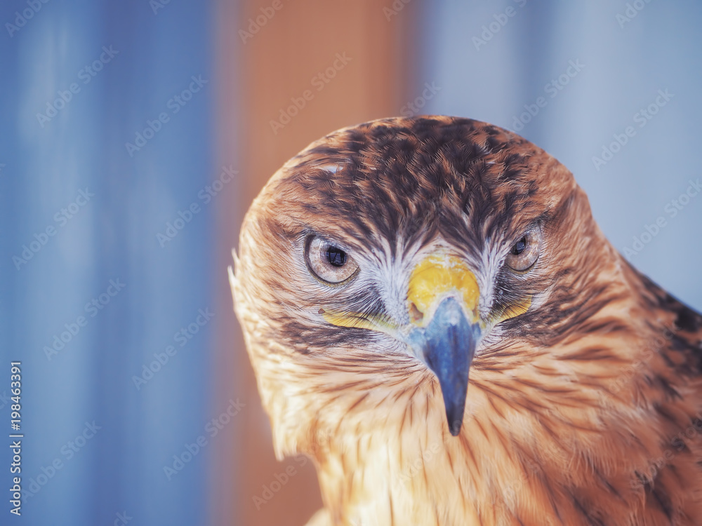 Fototapeta premium Eagle brown serious head close-up