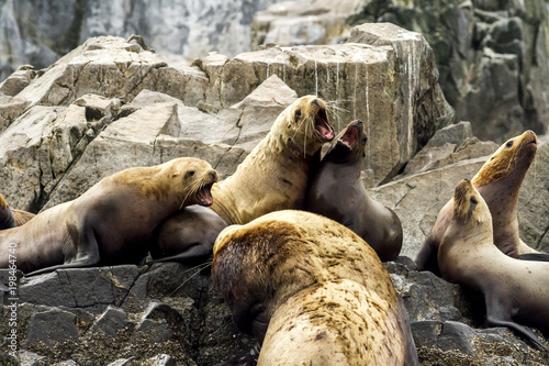 Colony of sea lions (Otariinae) on the rock, Russia, Kamchatka, nearby Cape Kekurny, Russian bay