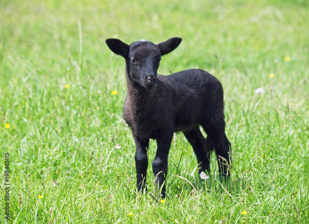 Little black lamb on a green spring pasture