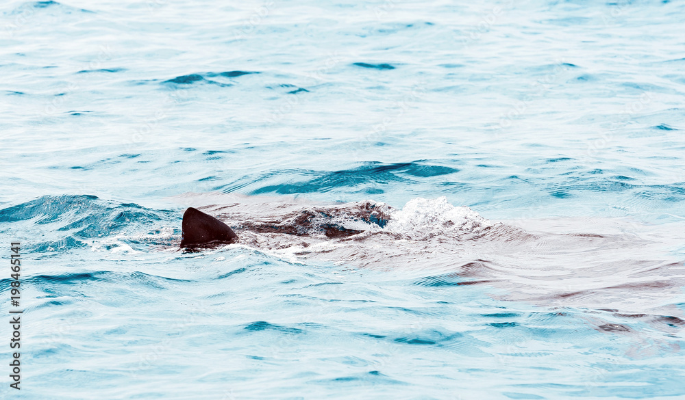Obraz premium Ramp on the surface of water, Male, Republic of Maldives. Close-up.
