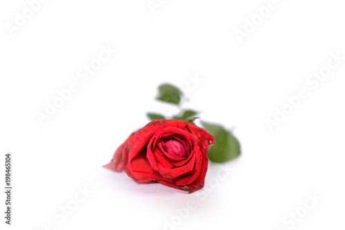 Single red rose on a white background 