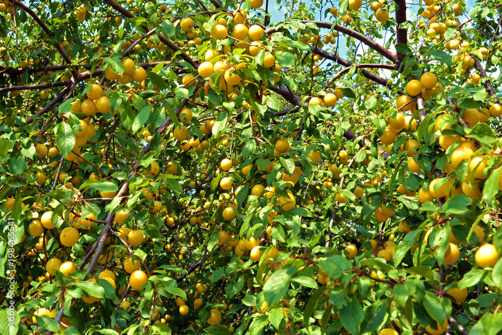 Branches with ripe yellow cherry plum fruit growing in the summer garden
