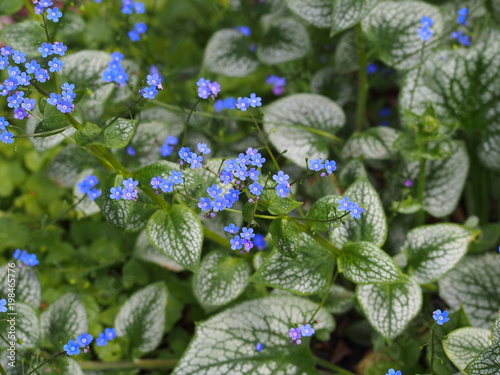 Brunnera macrophylla 'Sea Heart' - siberian bugloss, great forget-me-not, largeleaf brunnera, heartleaf