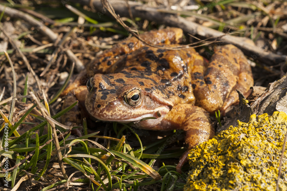 A brown frog after leaving its wintering den A brown frog after leaving its wintering den