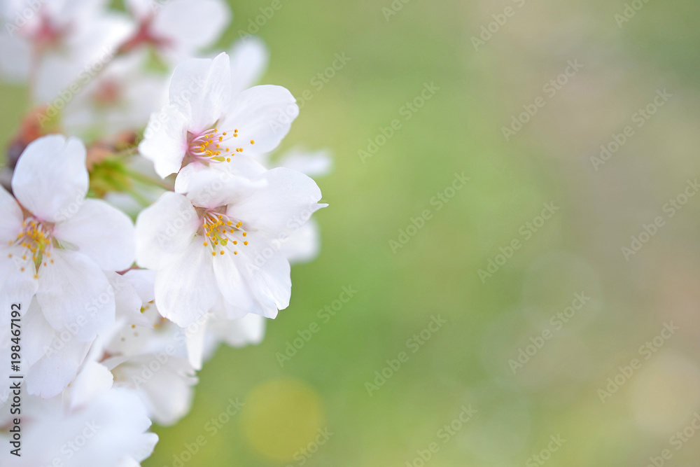 桜と緑背景 桜と緑背景