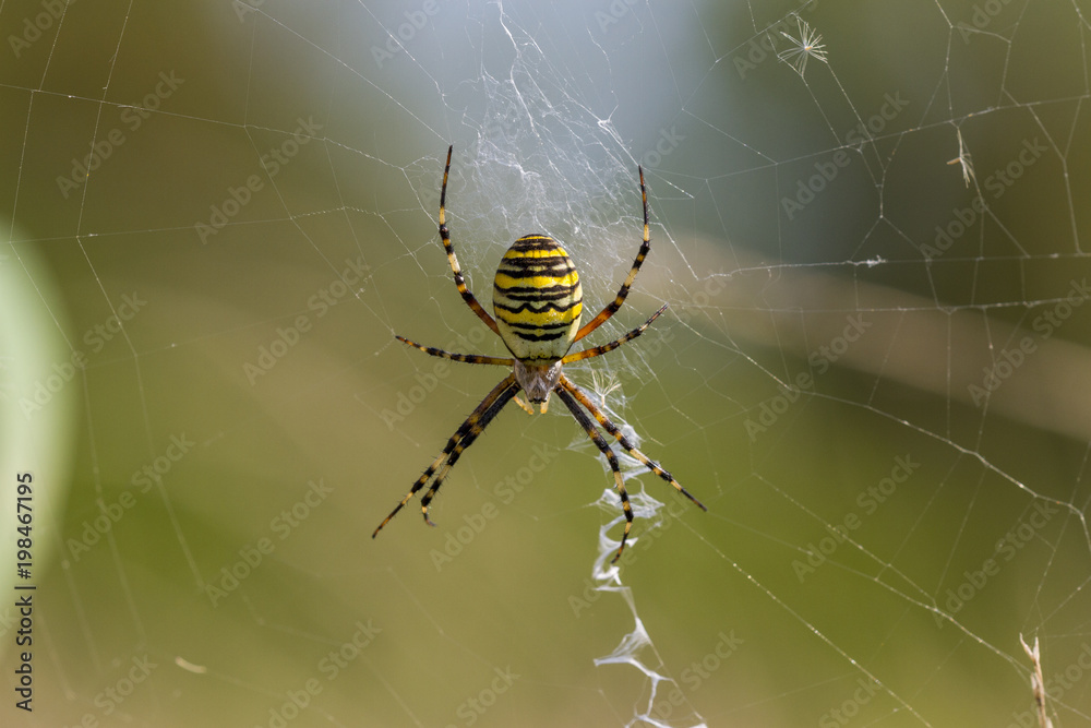 Wasp spider - a wide-spread species of spiders that can be observed in meadows of Europe Wasp spider - a wide-spread species of spiders that can be observed in meadows of Europe