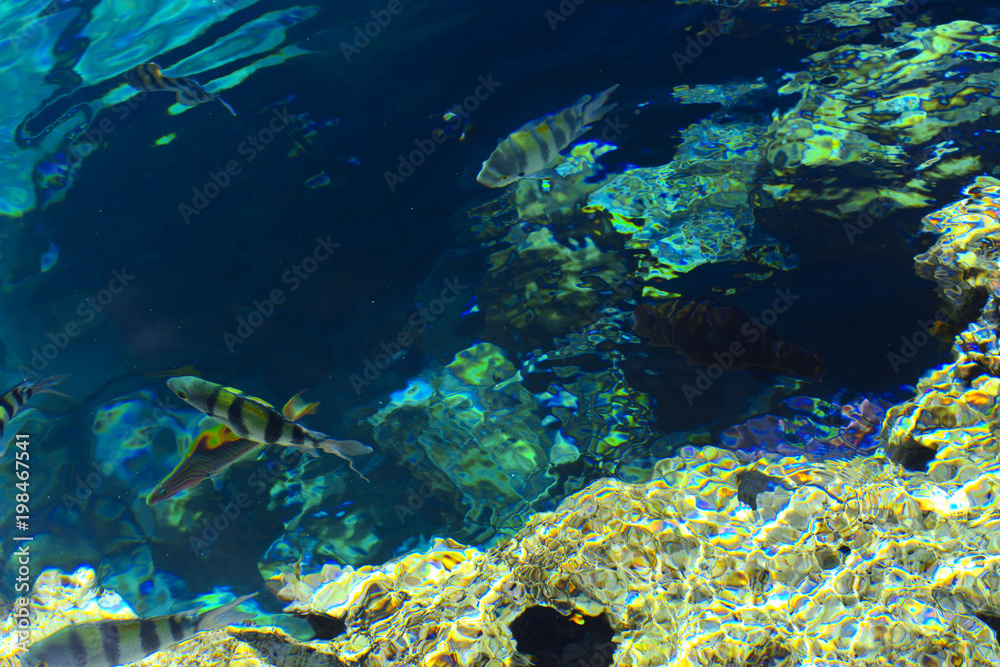 Multicolored beautiful red sea fish over the thickness of the water on a blurred background of coral reefs and yellow sand. Sharm el-Sheikh, Egypt, screensaver, wallpaper Multicolored beautiful red sea fish over the thickness of the water on a blurred background of coral reefs and yellow sand. Sharm el-Sheikh, Egypt, screensaver, wallpaper