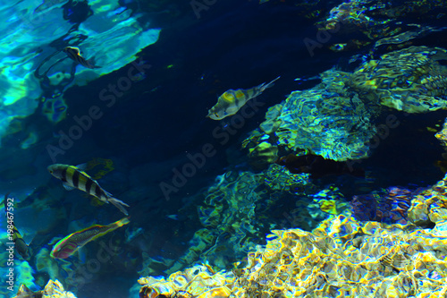 Multicolored beautiful red sea fish over the thickness of the water on a blurred background of coral reefs and yellow sand. Sharm el-Sheikh, Egypt, screensaver, wallpaper