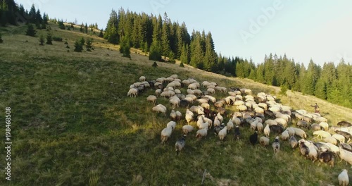 sheep sheep on the mountain valley