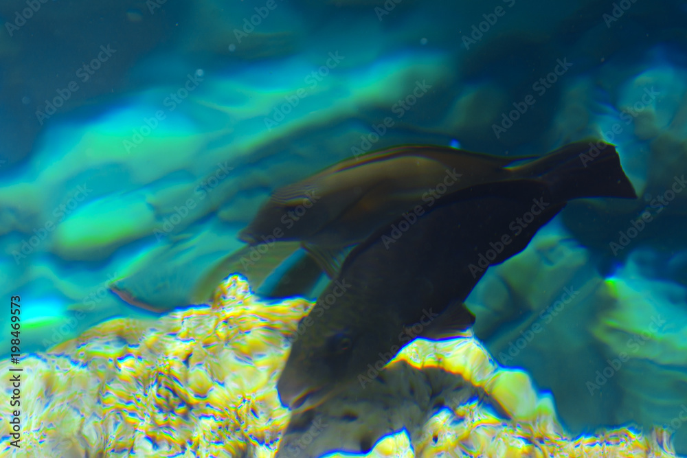 Fototapeta premium Multicolored beautiful red sea fish over the thickness of the water on a blurred background of coral reefs and yellow sand. Sharm el-Sheikh, Egypt, screensaver, wallpaper
