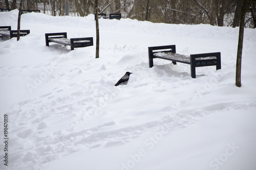 Raven in a park