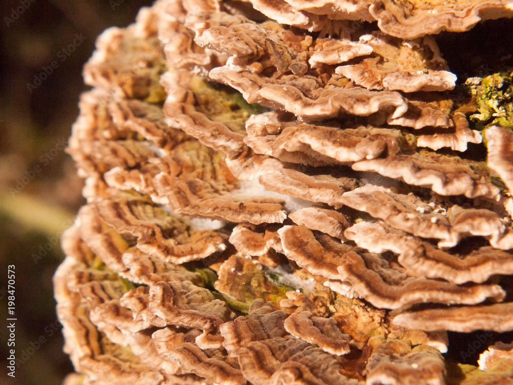 close up macro of growing bracket fungus fungi outside nature tree wood woodland close up macro of growing bracket fungus fungi outside nature tree wood woodland