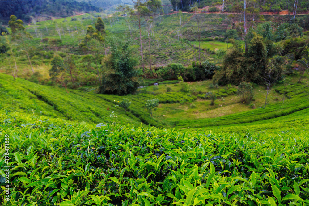Fototapeta premium tea plantations high in the mountains