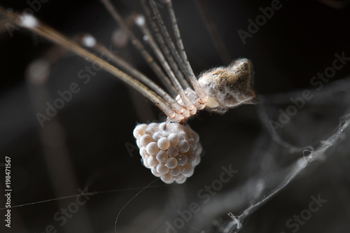 Cellar spiders or long legged Spider with her eggs in Thailand and Southeast Asia.