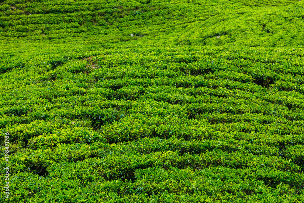  tea plantations high in the mountains