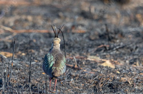 Northern Lapwing, Vanellus vanellus, view from the back, standing on a burnt field photo