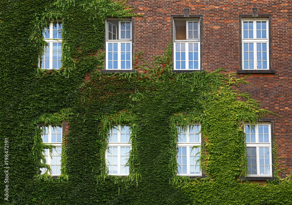 Windows of old house on wall mantled with ivy Windows of old house on wall mantled with ivy