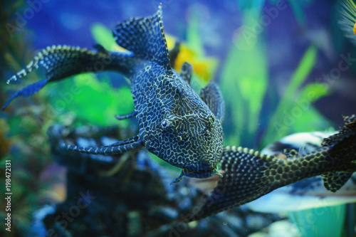 aquarium catfish swims, a cozy aquarium with algae and stones photo