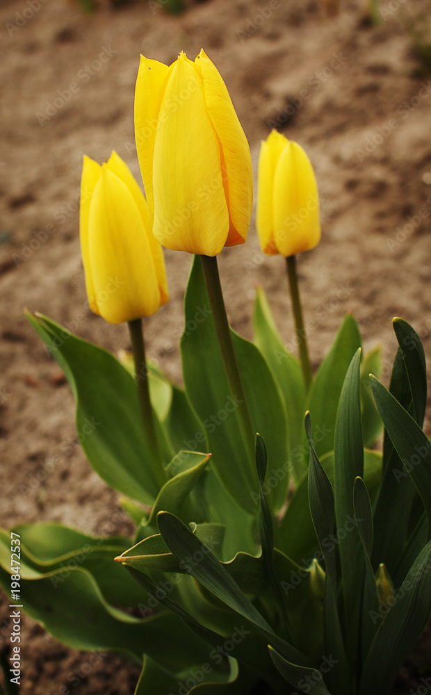 Obraz premium Beautiful blossom yellow tulips