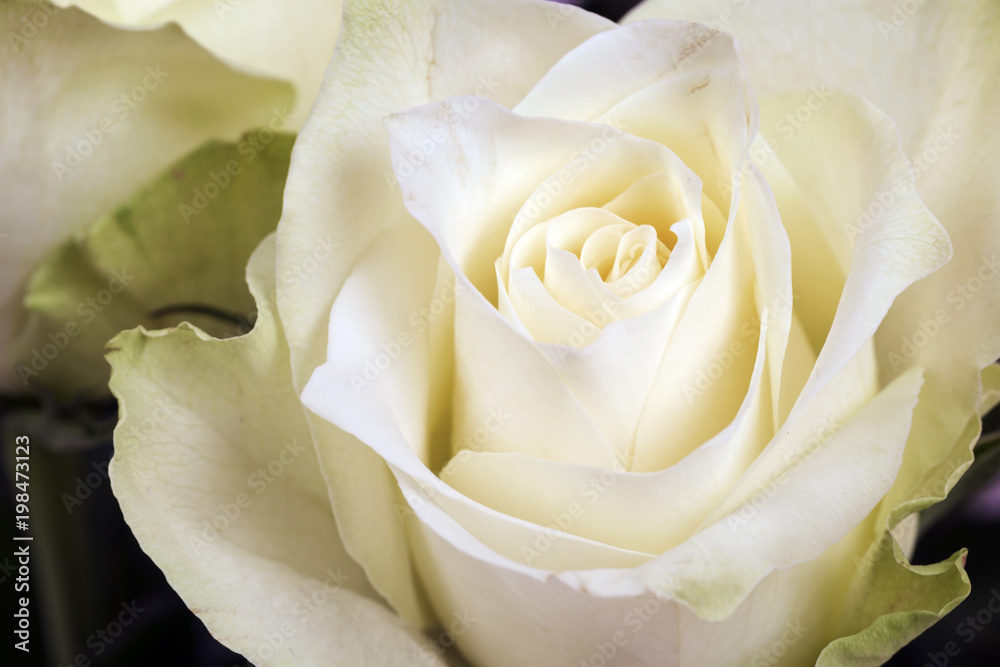 Bright white rose Bright white rose