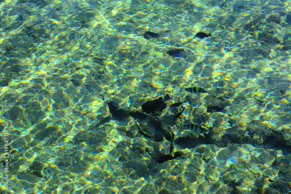 Fototapeta premium Multicolored beautiful red sea fish over the thickness of the water on a blurred background of coral reefs and yellow sand. Sharm el-Sheikh, Egypt, screensaver, wallpaper