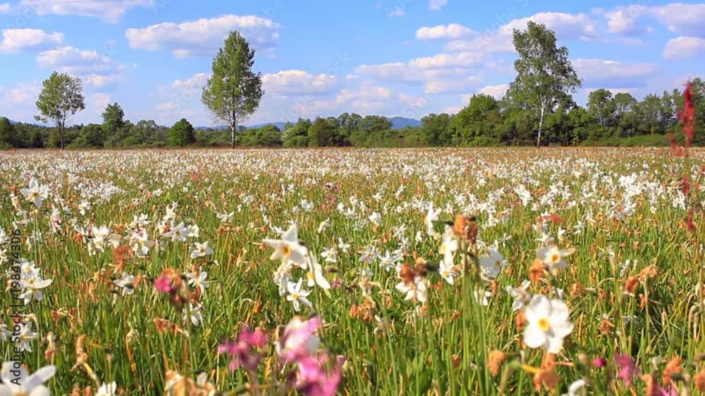Field of flowering white daffodils. Beautiful flower landscape. Spring flower meadow. Spring bed with beautiful white daffodils. Summer field of white daffodils Field of flowering white daffodils. Beautiful flower landscape. Spring flower meadow. Spring bed with beautiful white daffodils. Summer field of white daffodils