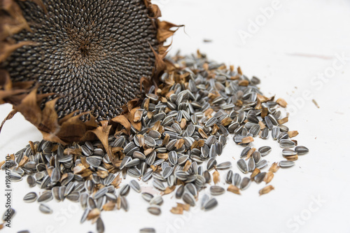 Single Freshly harvested and dried sunflower head and seeds on white background painted wooden rustic table with copy space