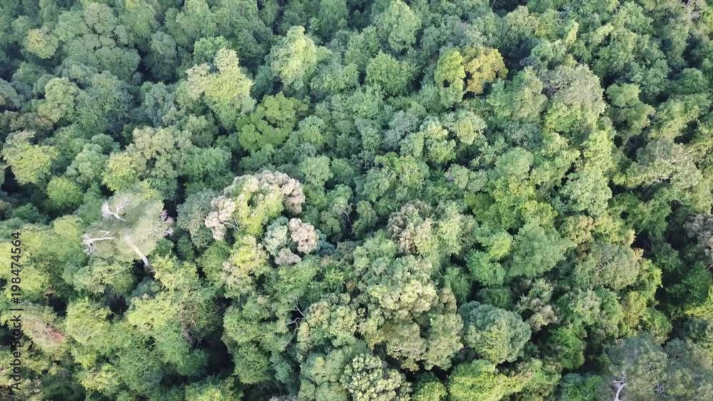 Rainforest. Aerial landscape Rainforest. Aerial landscape