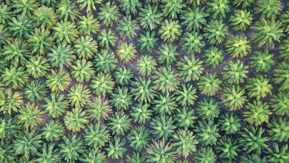 Oil palm plantation. Palm trees from above Oil palm plantation. Palm trees from above