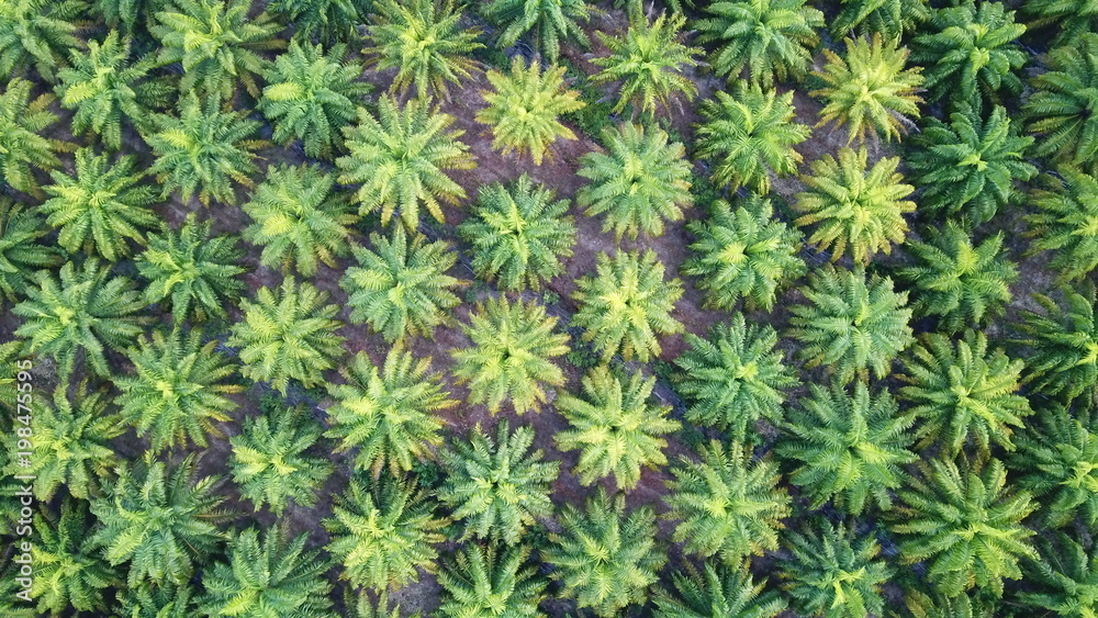 Oil palm plantation. Palm trees from above Oil palm plantation. Palm trees from above