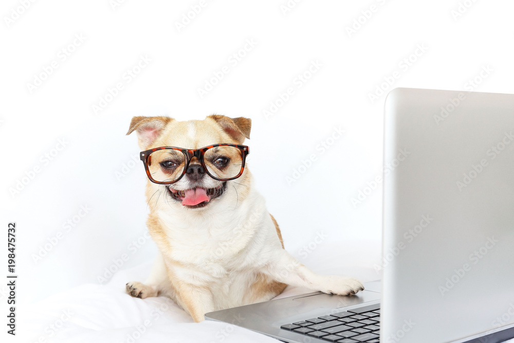 Dog work with laptop.