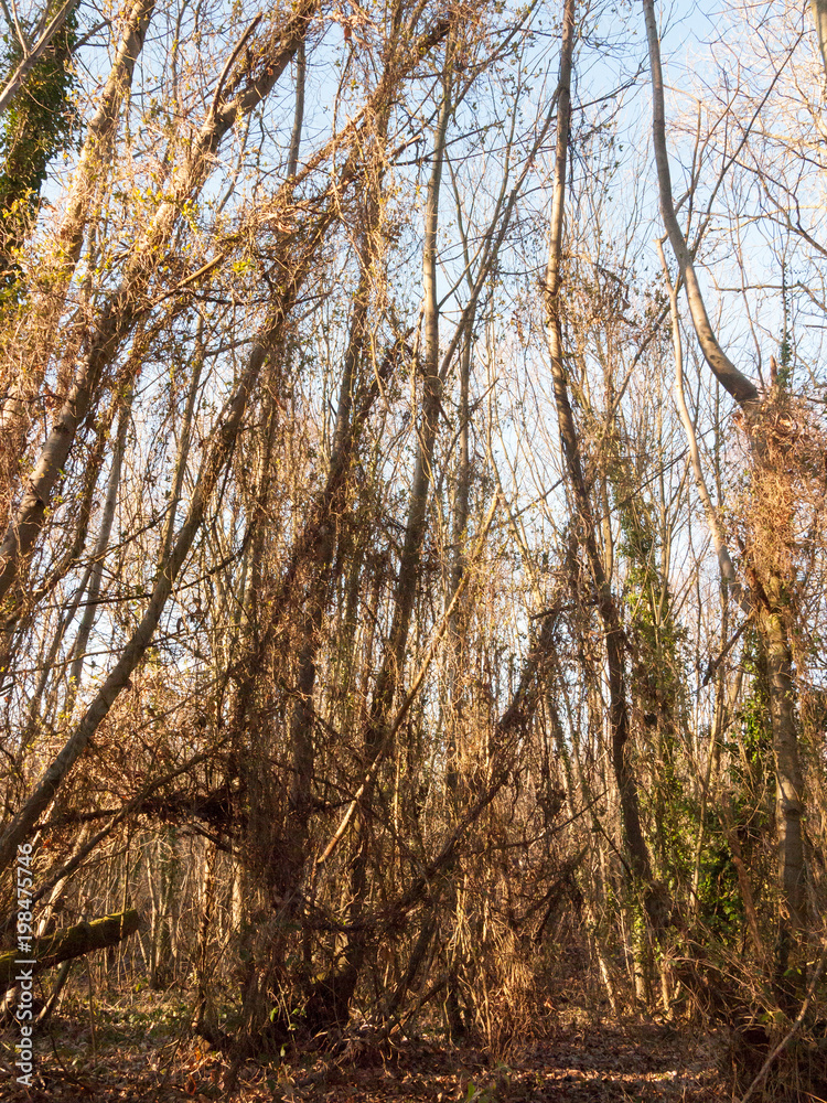inside wood with many tree bare trunks tall forest woodland nature landscape inside wood with many tree bare trunks tall forest woodland nature landscape