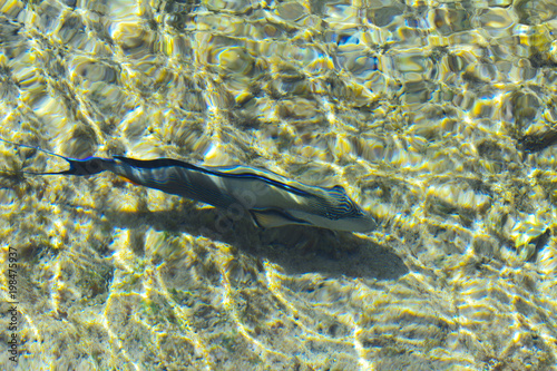 Multicolored beautiful red sea fish over the thickness of the water on a blurred background of coral reefs and yellow sand. Sharm el-Sheikh, Egypt.