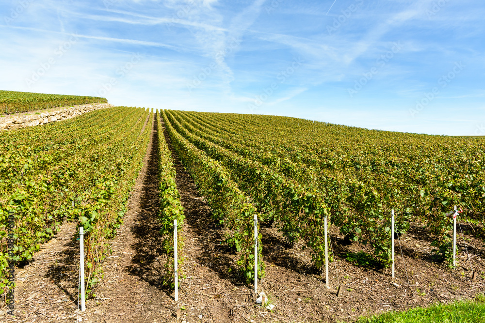 Rows of grapevine in a Champagne vineyard under a blue cloudy sky.