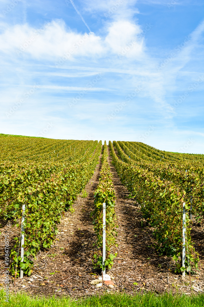 Rows of grapevine in a Champagne vineyard under a blue cloudy sky.