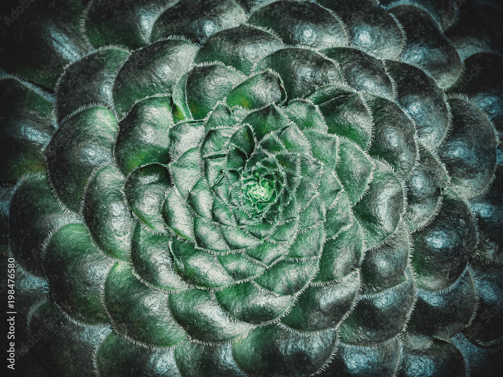 Fototapeta premium Aeonium tabulaeforme. Flat succulent with short green leaves and radial rosette. Beautiful succulents background