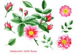 Set of watercolor flowers. Hand drawn wild rose flower, leaves and buds. Design elements for background, banner,holiday card design.